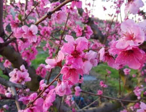 Coltivare il proprio giardino